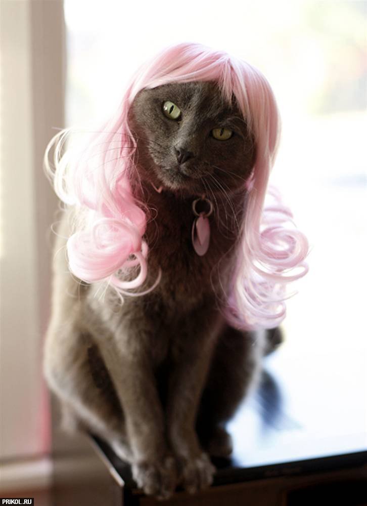 котята фото Cat-glamour-03