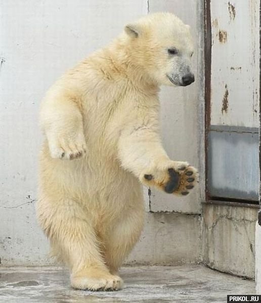 dancing-bear-01