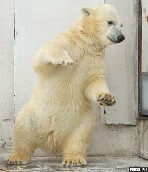 dancing-bear-02