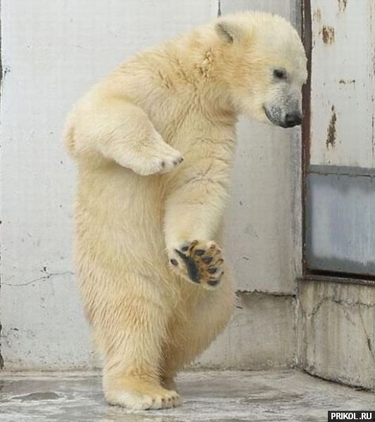 dancing-bear-03