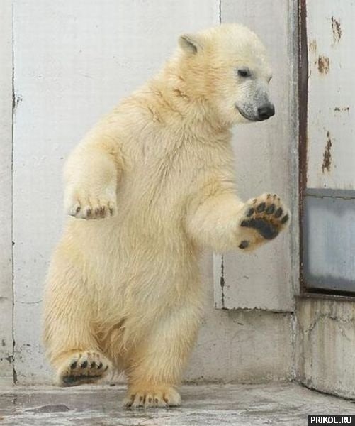 dancing-bear-04