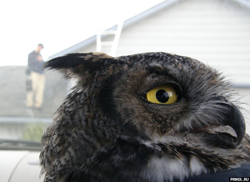 сова owl-02