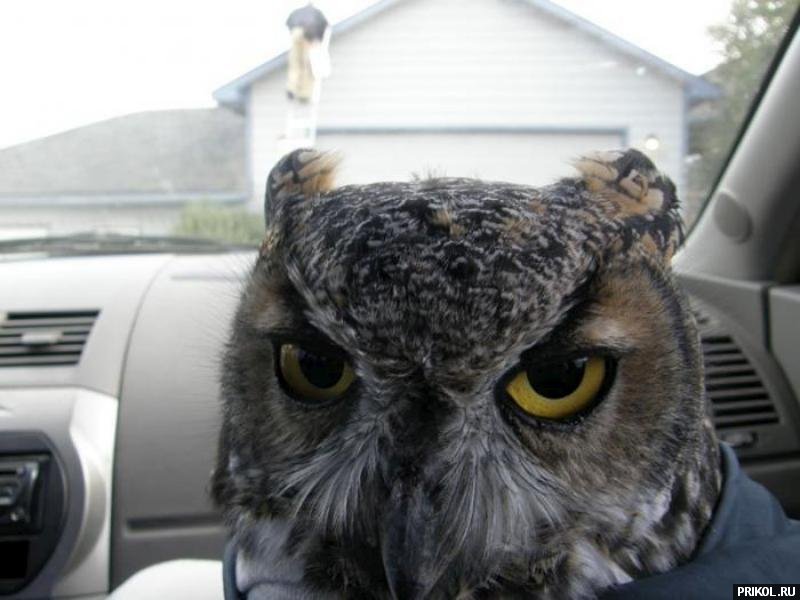 сова owl-06
