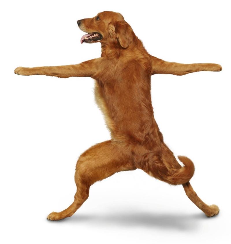yoga-dogs-04