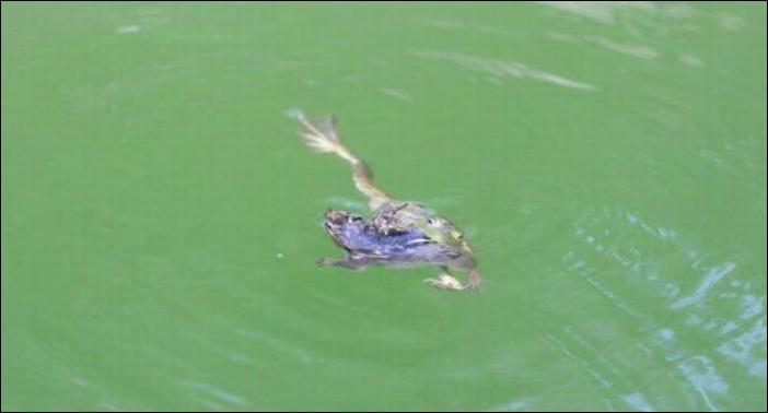 бурундук и лягушка