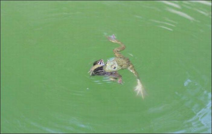 бурундук и лягушка