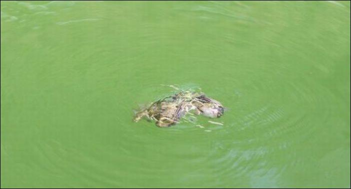 бурундук и лягушка