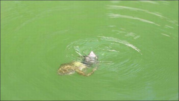 бурундук и лягушка