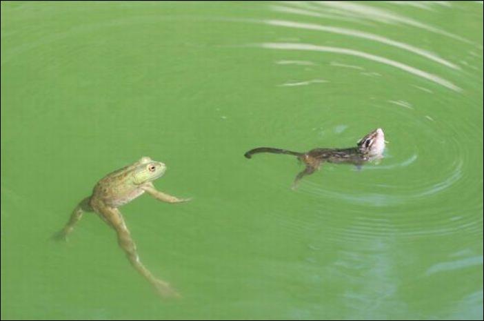 бурундук и лягушка
