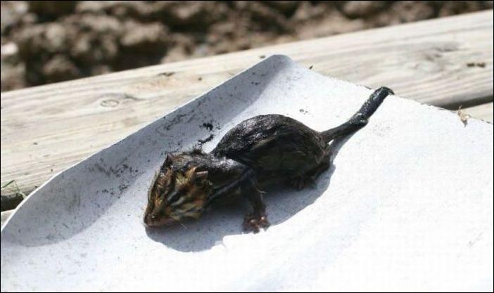 бурундук и лягушка