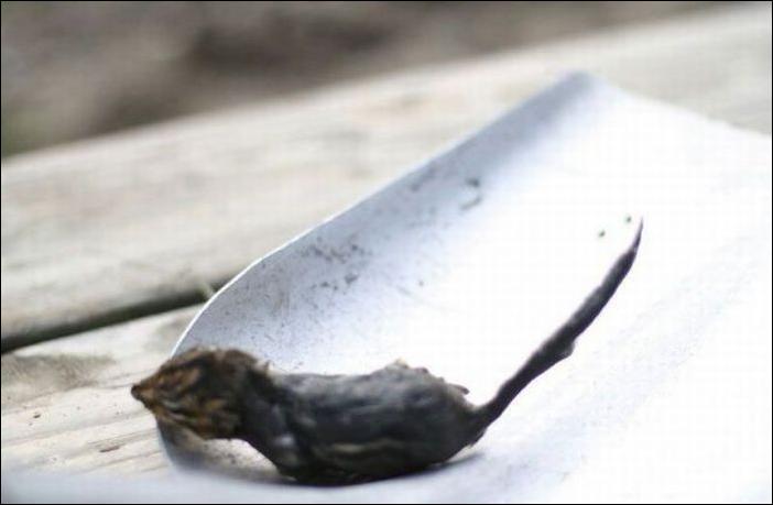 бурундук и лягушка