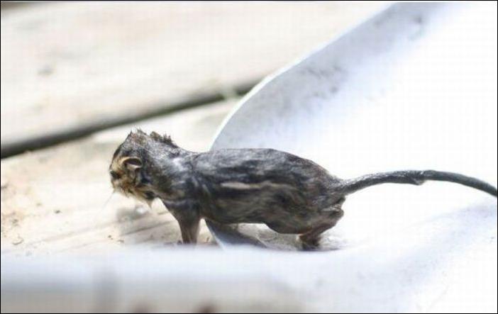 бурундук и лягушка