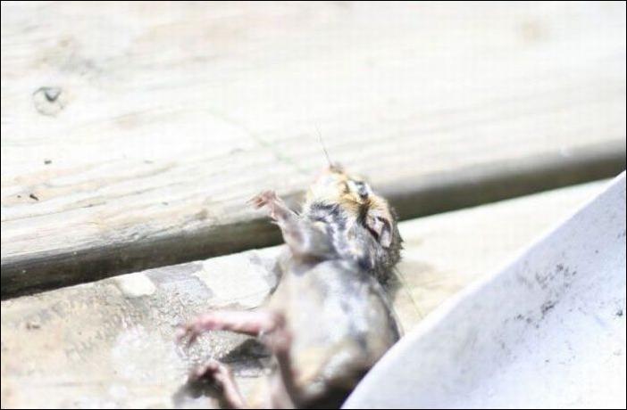 бурундук и лягушка