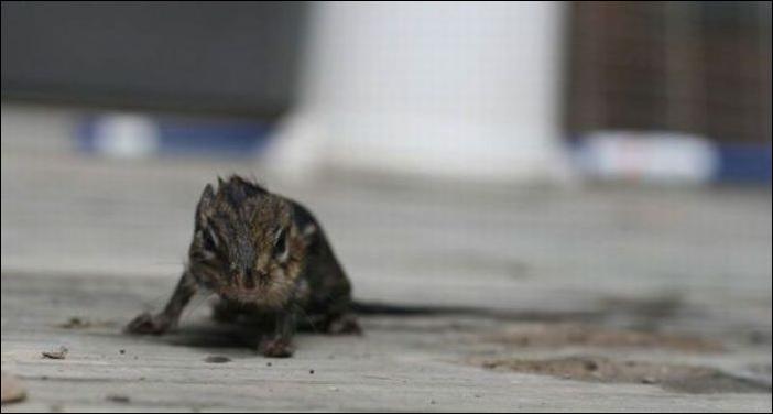 бурундук и лягушка