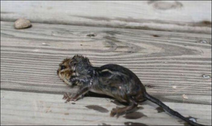 бурундук и лягушка