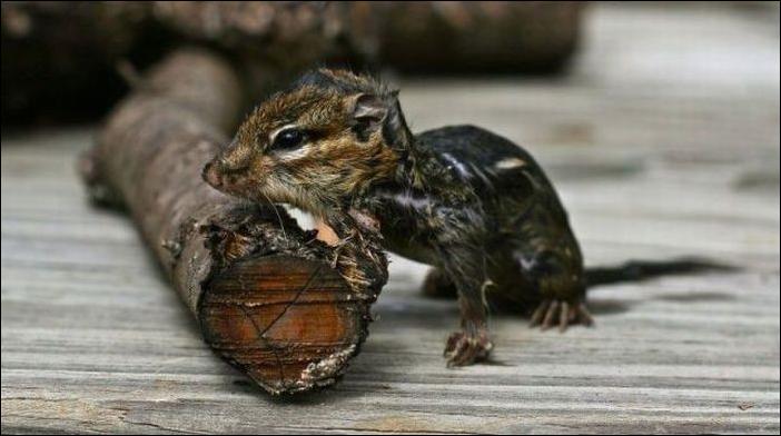 бурундук и лягушка