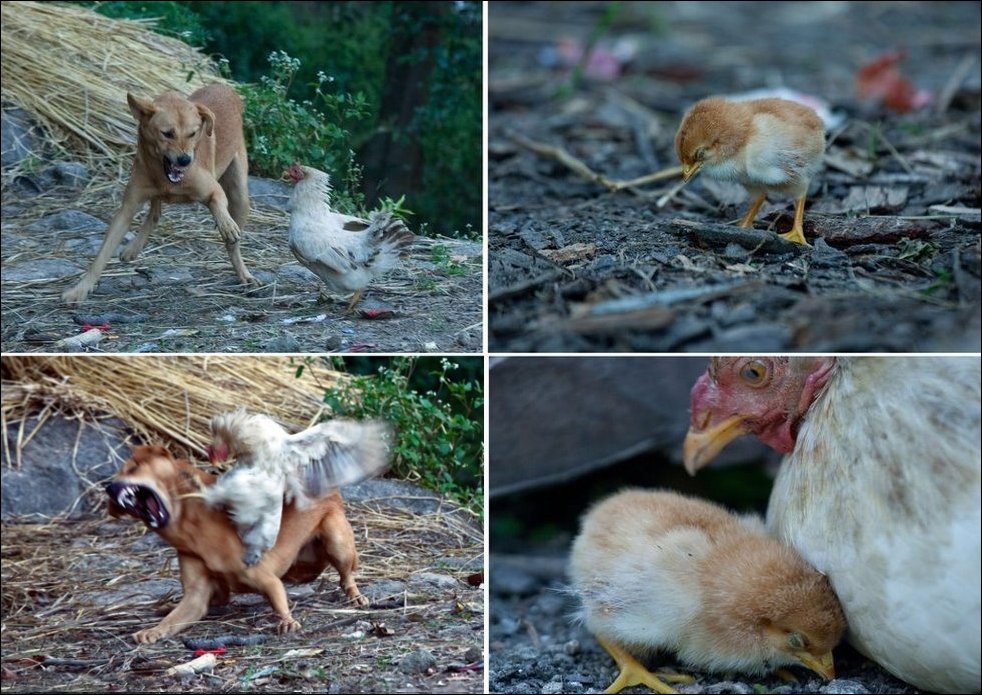Храбрая курица, цыпленок и собака