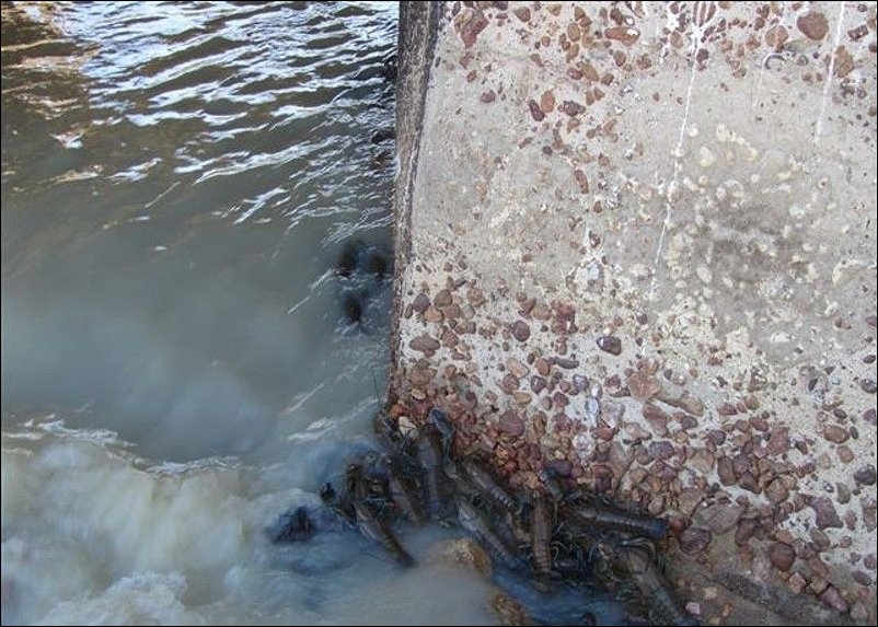 Раки в реке Купер Крик Раки в реке Купер Крик