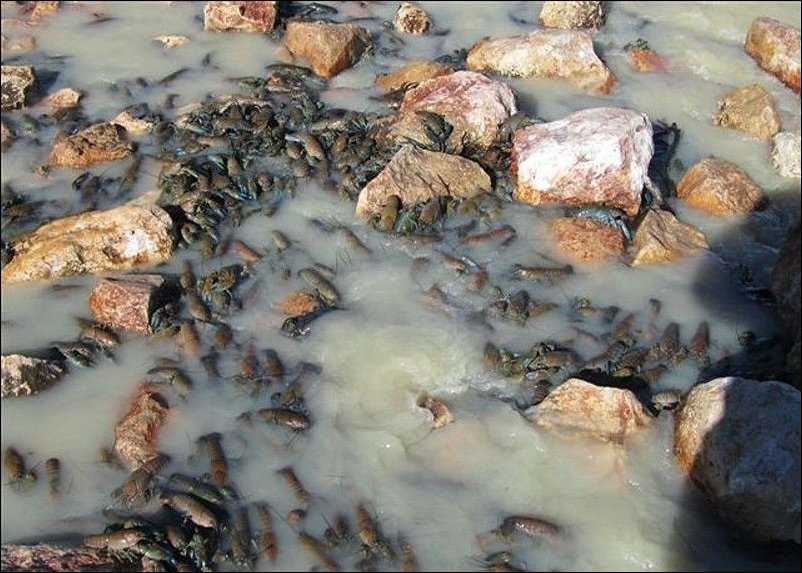 Раки в реке Купер Крик Раки в реке Купер Крик