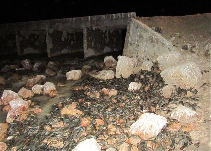 Раки в реке Купер Крик Раки в реке Купер Крик