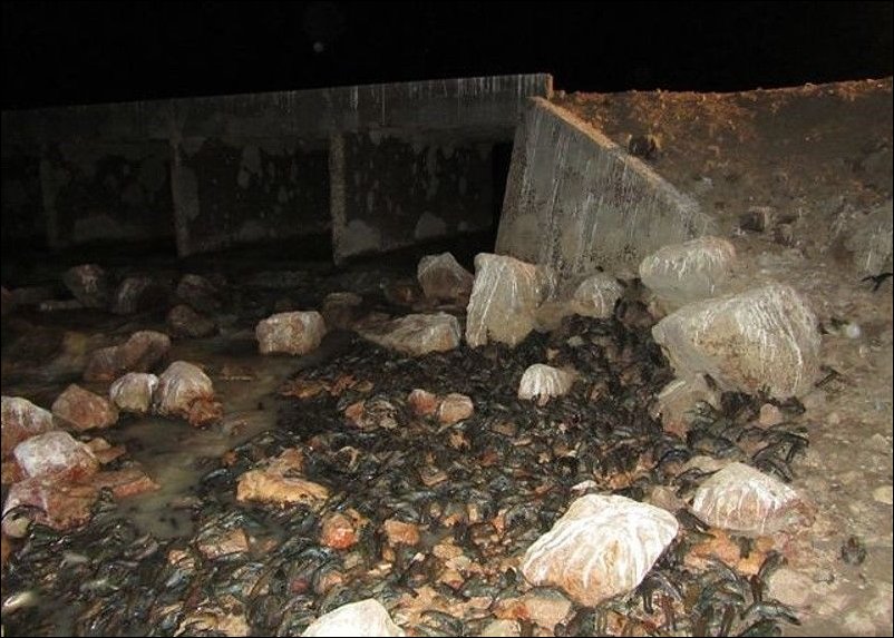 Раки в реке Купер Крик Раки в реке Купер Крик