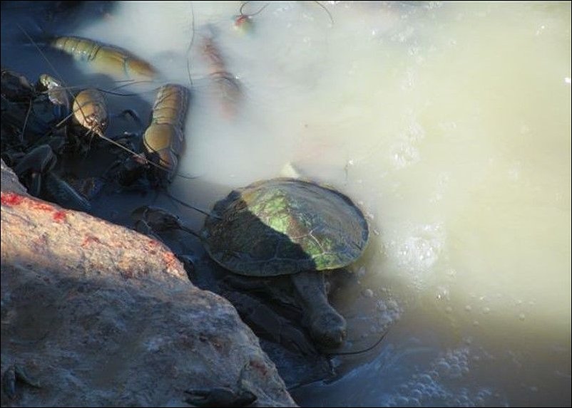 Раки в реке Купер Крик Раки в реке Купер Крик