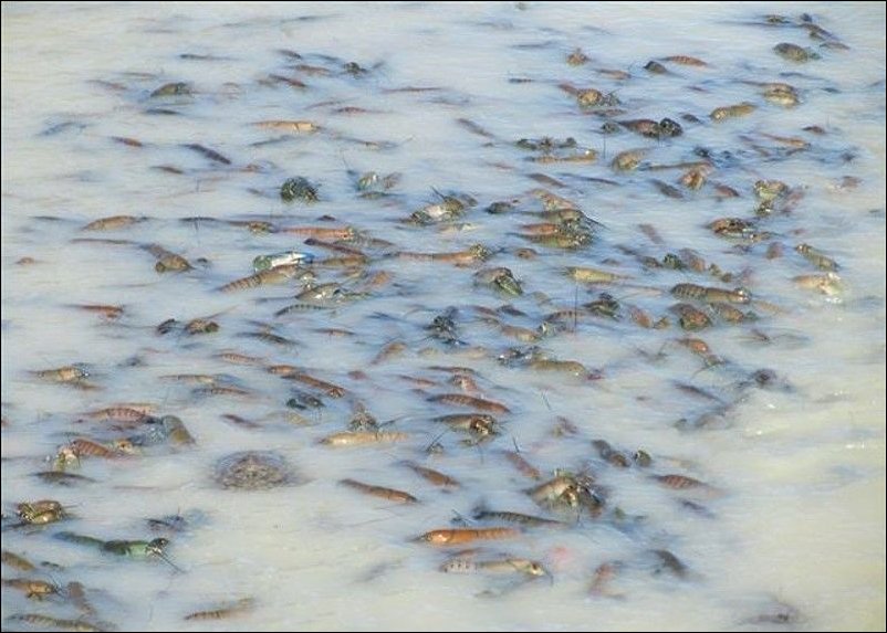 Раки в реке Купер Крик Раки в реке Купер Крик