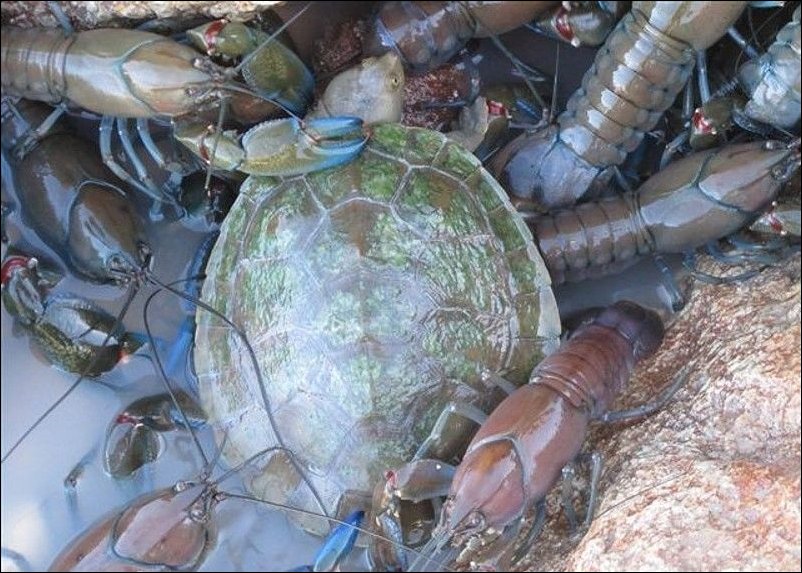 Раки в реке Купер Крик Раки в реке Купер Крик