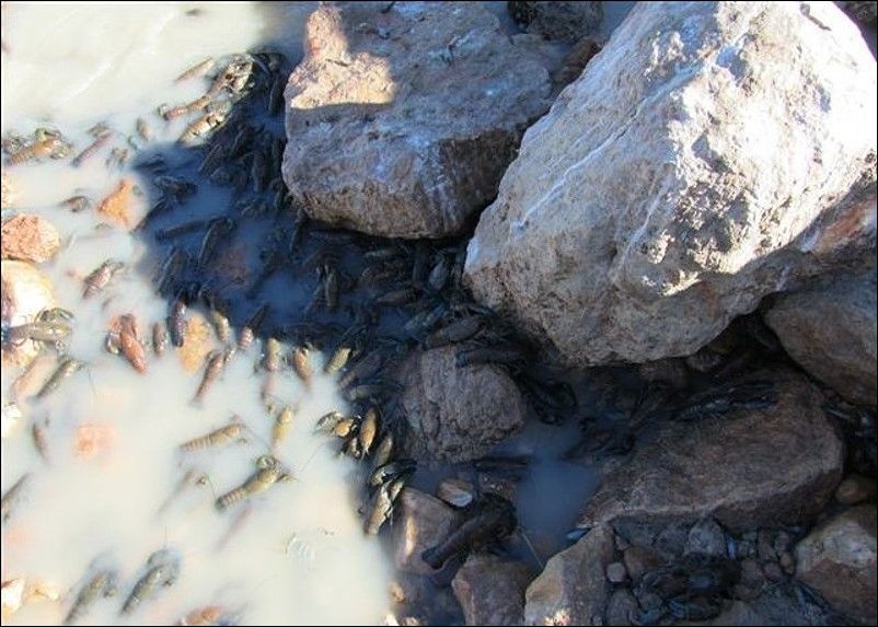 Раки в реке Купер Крик Раки в реке Купер Крик