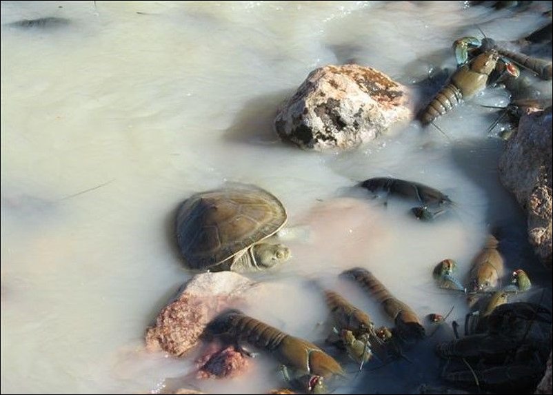 Раки в реке Купер Крик Раки в реке Купер Крик