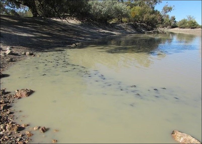 Раки в реке Купер Крик Раки в реке Купер Крик