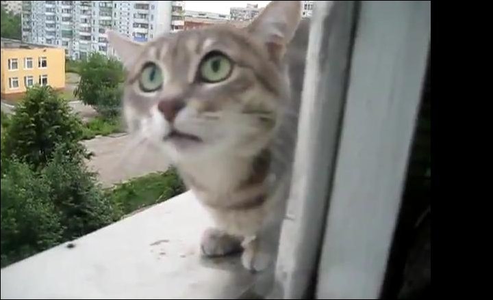 Злой кот за окном