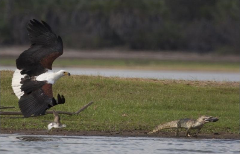 Пищевая цепочка в действии Пищевая цепочка в действии