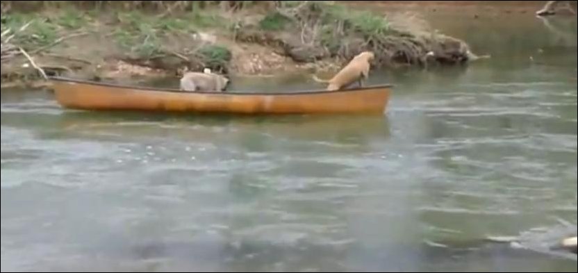 Лабрадор спасает уплывающих на каноэ собак