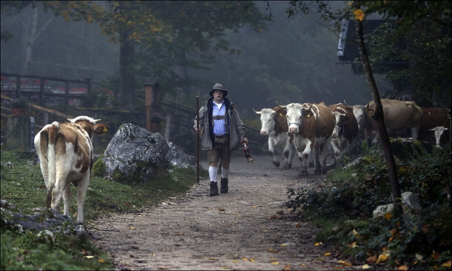 Коровы на пароме Коровы на пароме