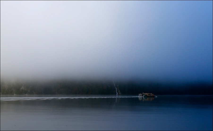 Коровы на пароме Коровы на пароме