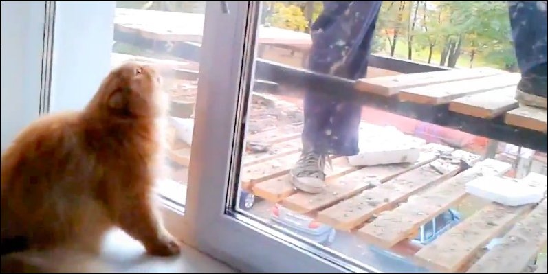 Кот боится и ненавидит рабочего за окном