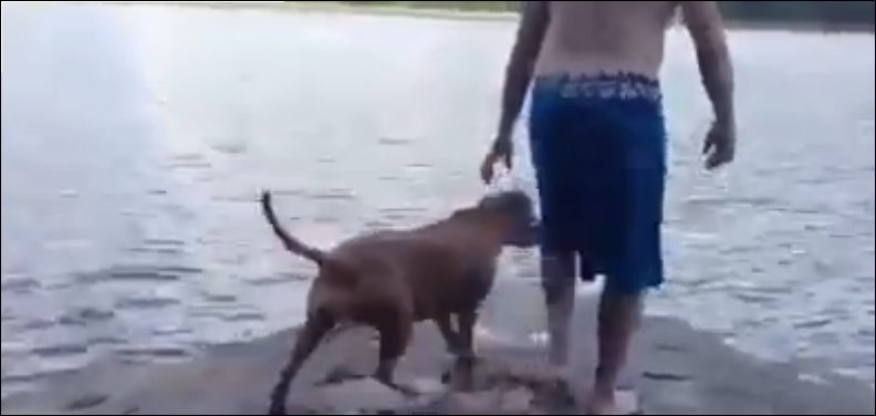 Собака спасает человека