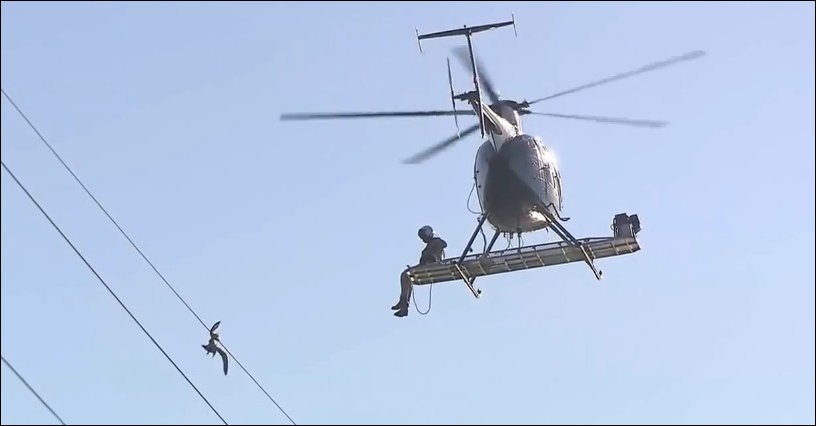 Спасатели на вертолете снимают чайку с ЛЭП