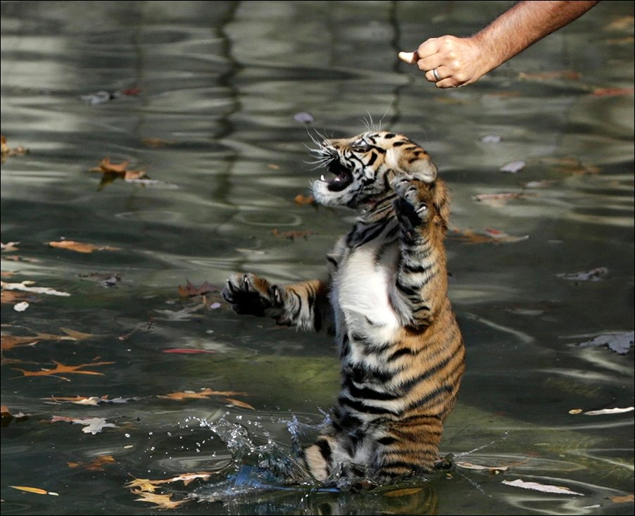 Как разозлить тигра