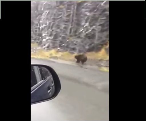 Медведь наперегонки с машиной