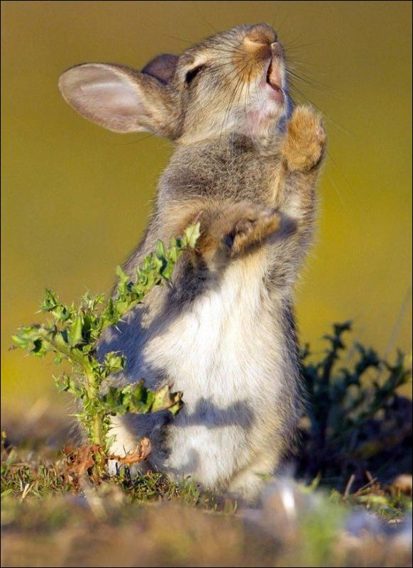 Смешная реакция кролика, который съел чертополох (4 фото)