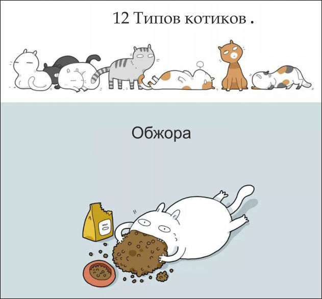 12 типов котов