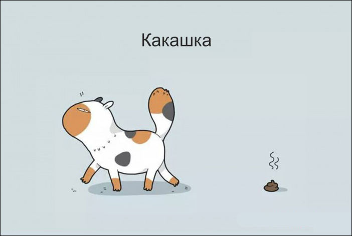 12 типов котов 12 типов котов