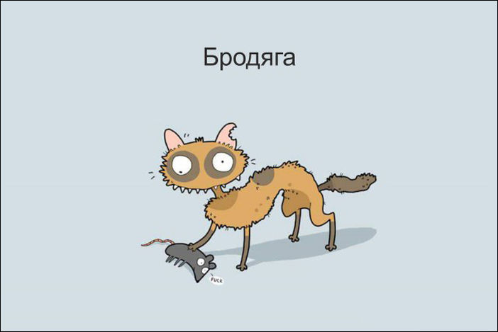 12 типов котов 12 типов котов