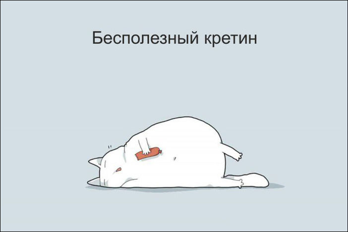 12 типов котов 12 типов котов