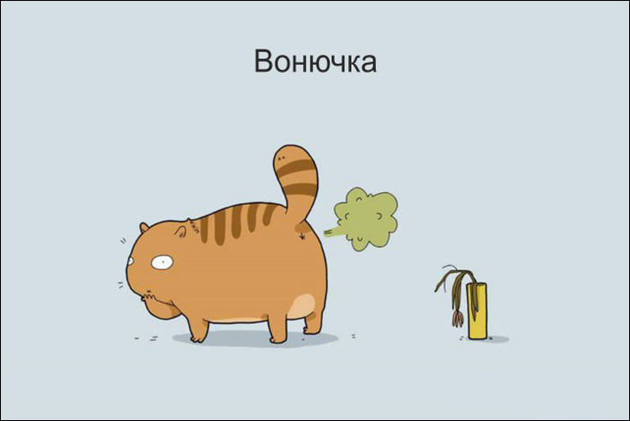 12 типов котов 12 типов котов