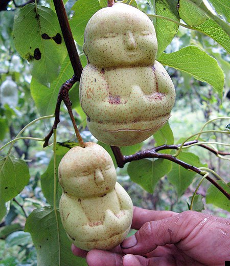 груши в форме Будды buddha-shaped-pears-01