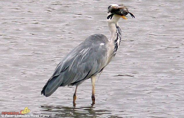 heron-eating-bird-03