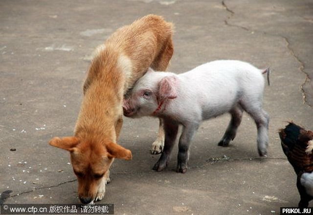 piglet-and-dog-01
